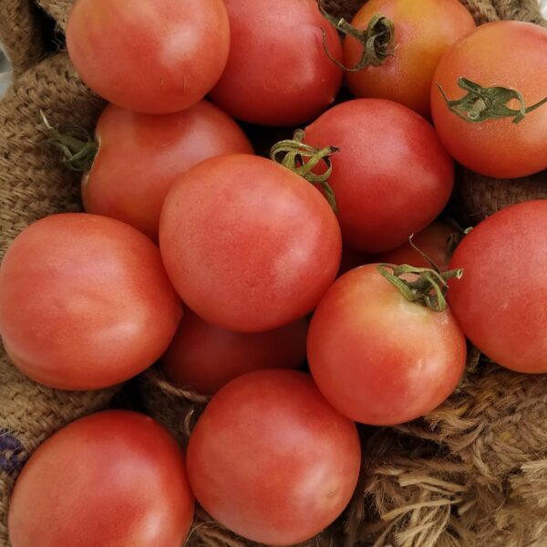 Tomate de colgar 625-650g