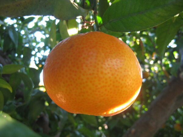 Mandarina Clementina Mitjana 10Kg