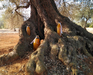 Naranja Navel Lane-Late combinada con aceite