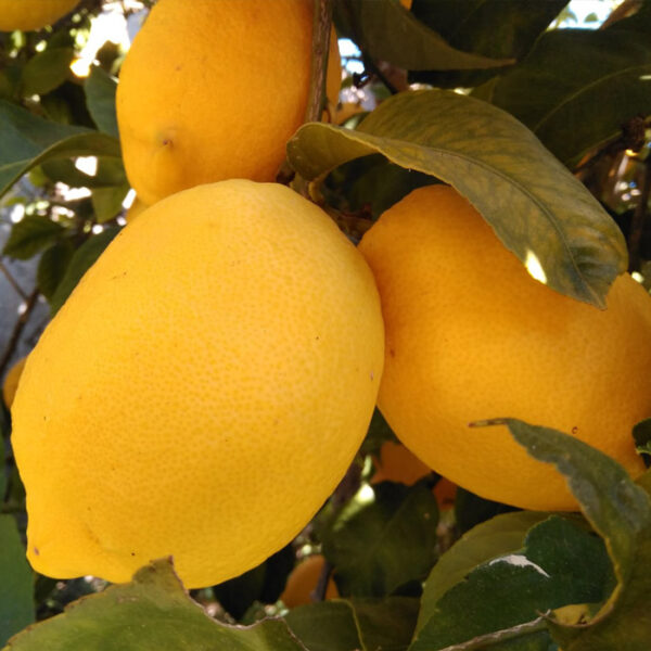 Llimones 1Kg