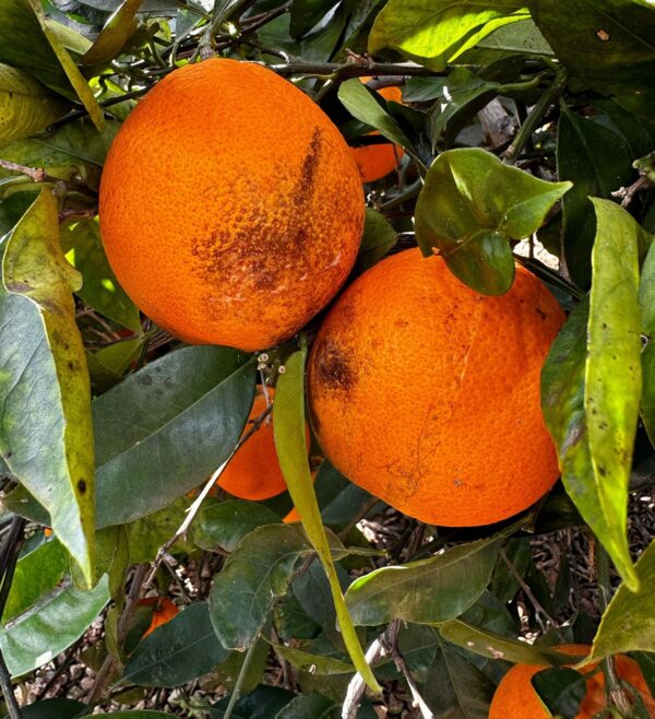 Naranja Navel Lane-Late de mesa "MALACARA"