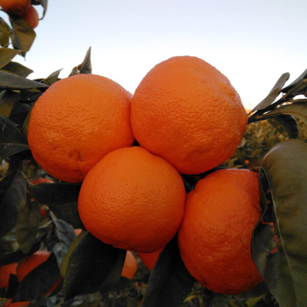 Naranja Amarga 15Kg