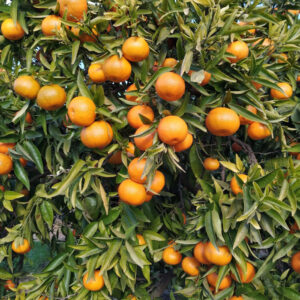 Mandarina Clementina 5Kg