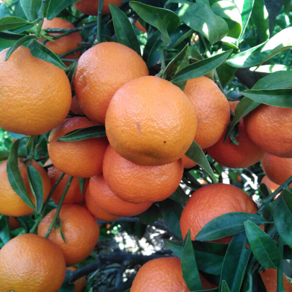 Mandarina Hernandina Peque 12Kg