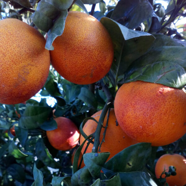 Naranja Sanguina 2Kg