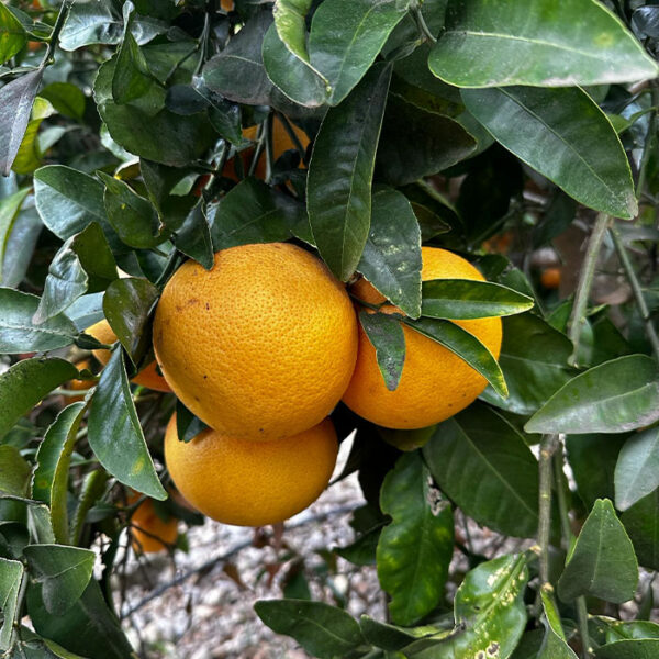Pomelo 2Kg